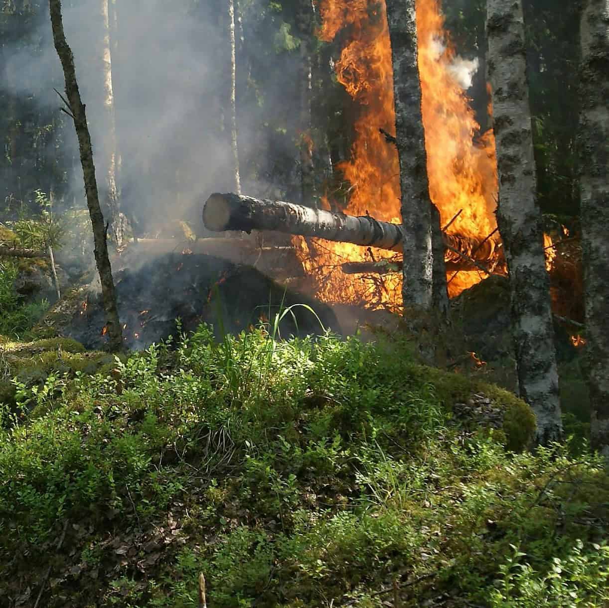 Wildfire Season Advice